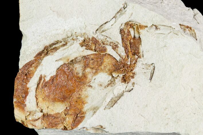 Partial Fossil Pea Crab (Pinnixa) From California - Miocene #105040